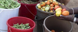 Sustainable_Farming_tomatoes_Turkana_Castillo_Canena