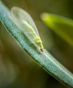 Chrysopidae