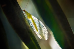 Chrysopidae