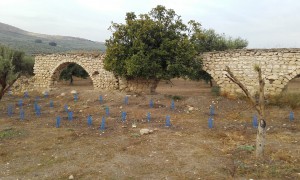 voluntarios_seo_birdlife_olivares_vivos