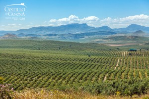 EVOO_AOVE_CastillodeCanena_campo_4