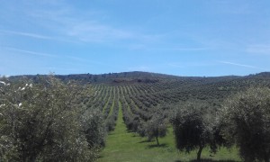 Olivar_Cortijo_Guadiana_Castillo_de_Canena