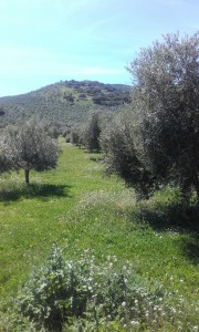 Olivar_Primavera_Castillo_de_Canena