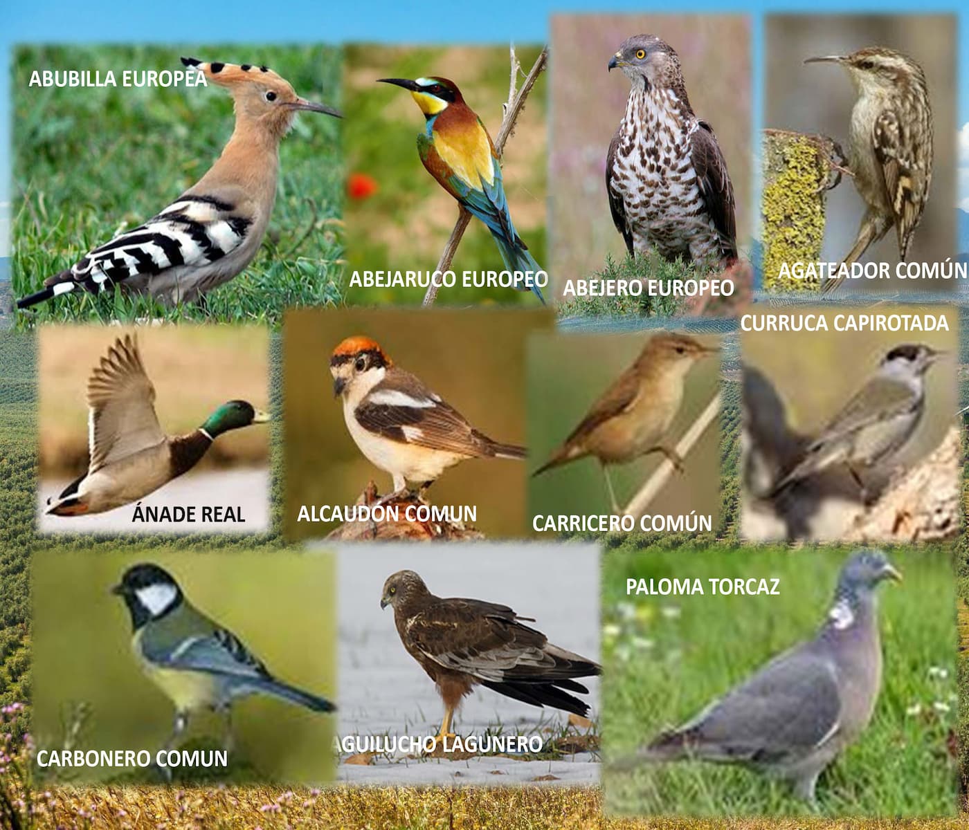 biodiversidad de aves en el olivar de Castillo de Canena