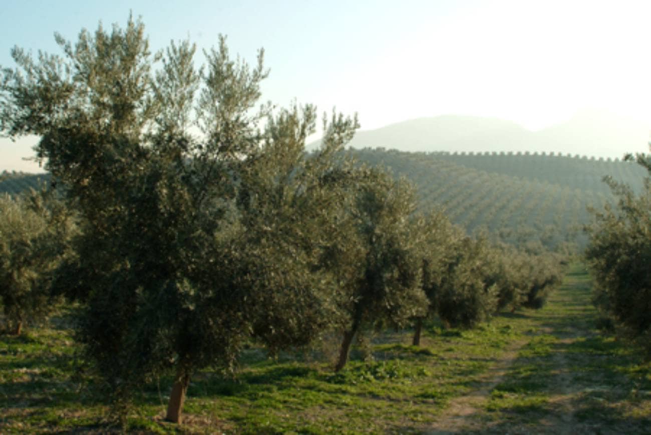 olivar de Castillo de Canena