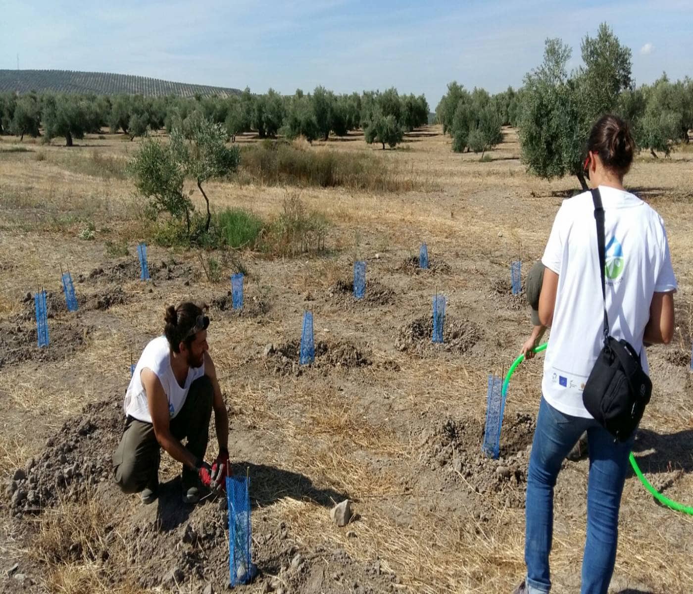 voluntarios de SEO/BirdLie en el programa Olivares Vivos