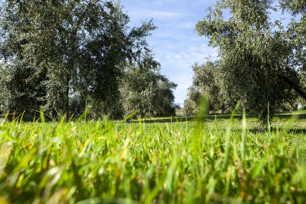 Campo al aire libre